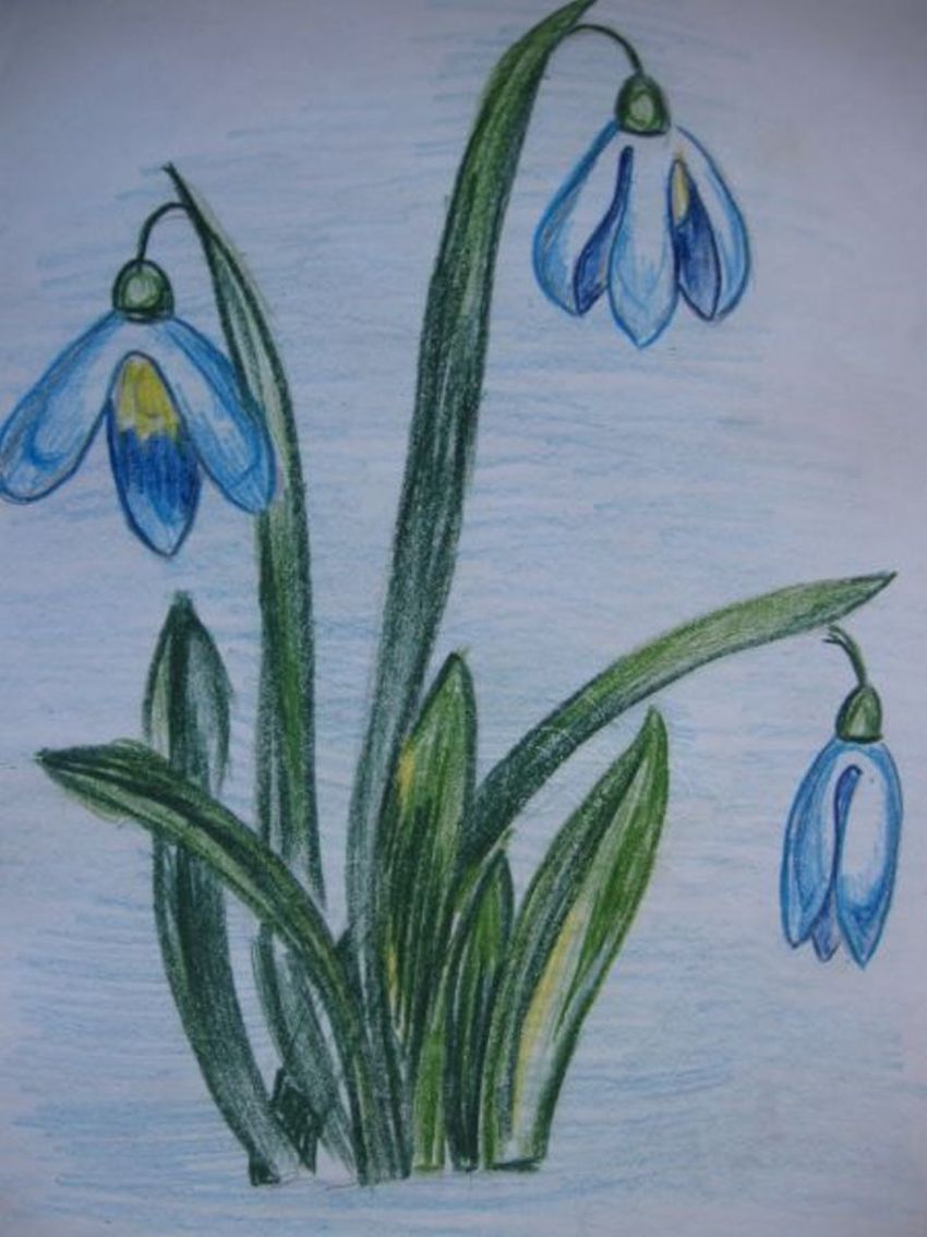 Подснежники рисунок. Рисование весенние цветы. Подснежник рисунок для детей. Рисование первых весенних цветов. Как нарисовать весенние цветы
