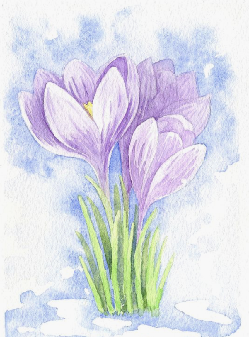 Рисование первые весенние цветы. Первоцветы (подснежники, крокусы, гиацинты).. Пролески, подснежники, крокусы. Крокус цветок акварель. Первоцветы крокусы.