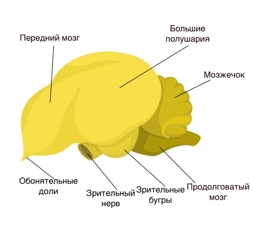 Рисунки мозга птицы