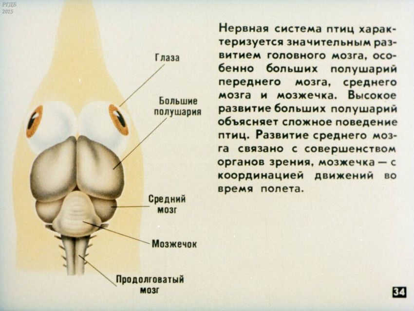 Рисунки мозга птицы