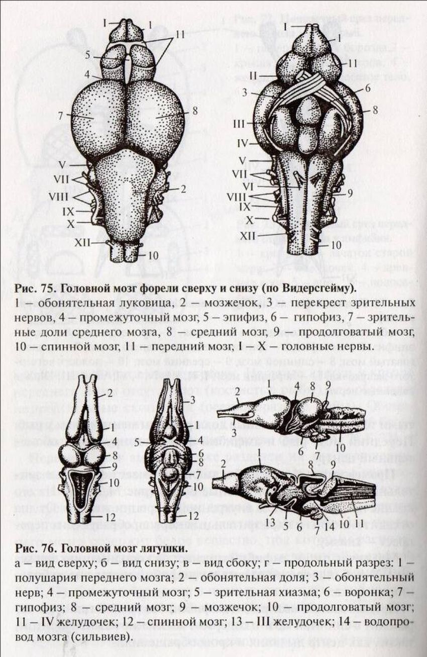 Рисунки мозга рыбы