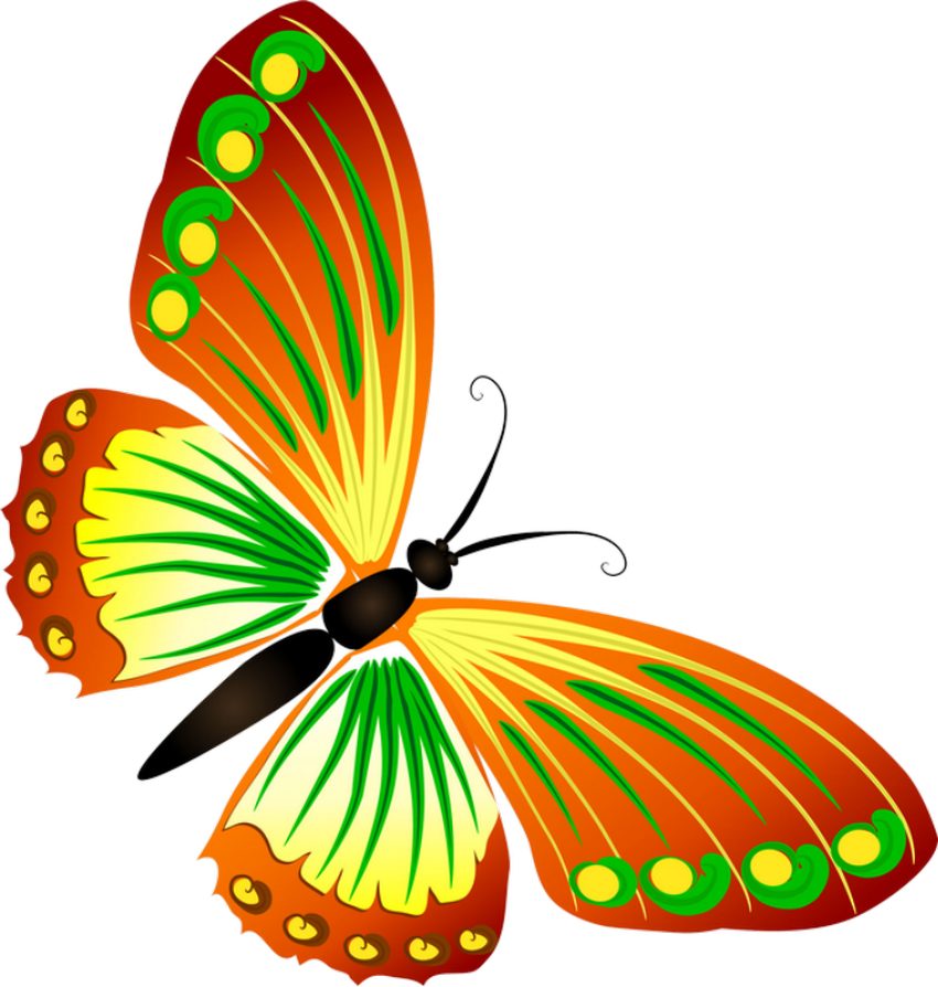 Разноцветная бабочка платонов