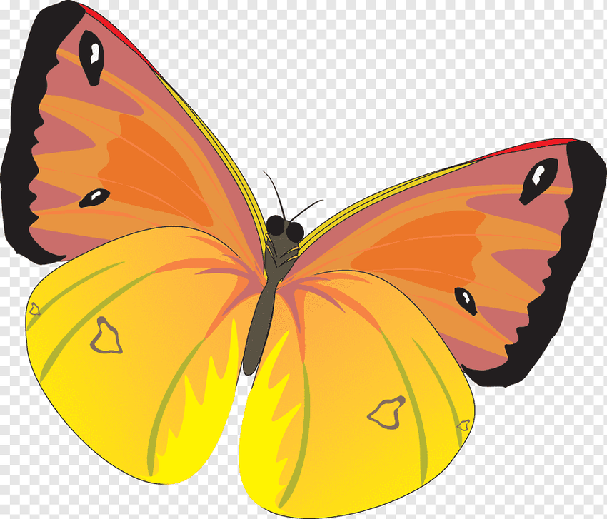 Рисованные желтые бабочки