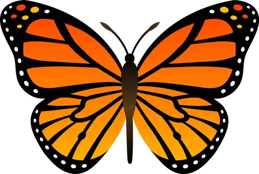 Монарх бабочка симметрия