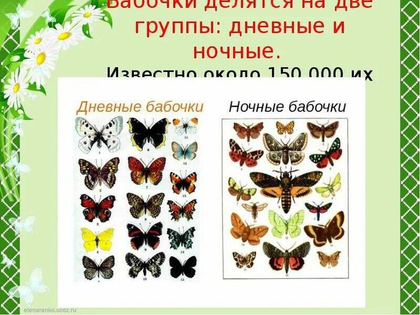 Бабочки с названиями