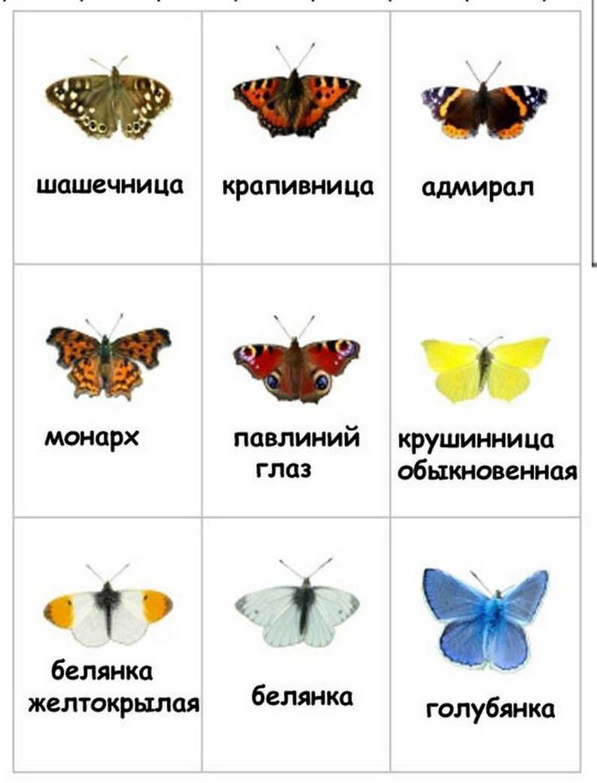 Бабочки адмирал лимонница крапивница