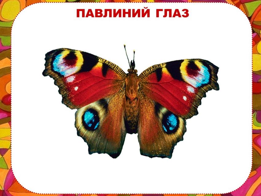 Бабочка дневной павлиний глаз