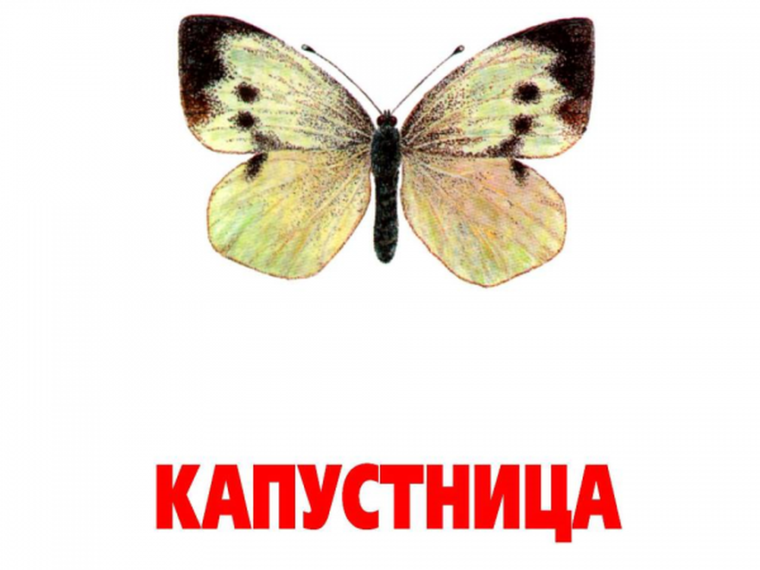 Бабочка капустница рисунок