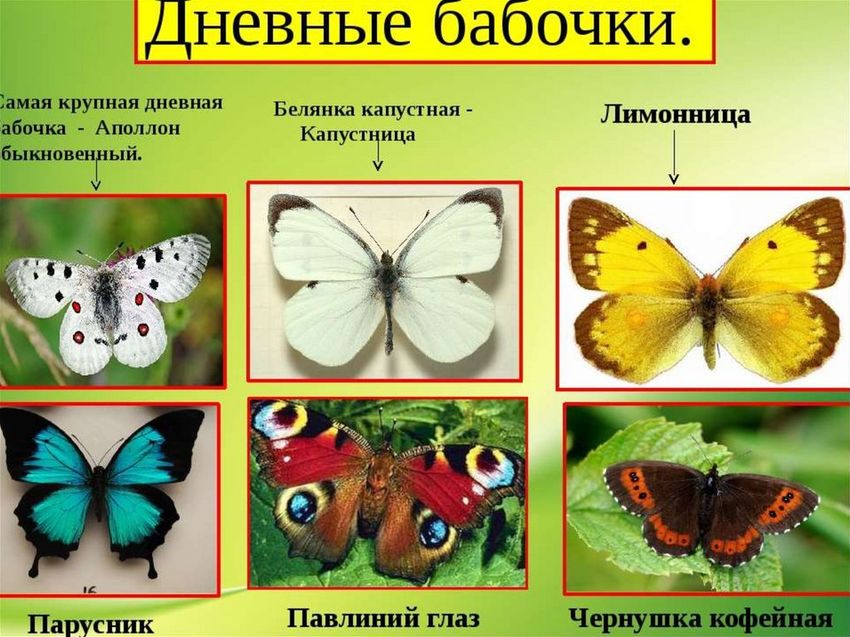Бабочка капустница