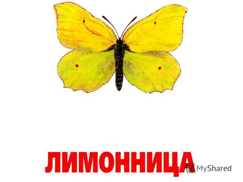 Бабочка лимонница крушинница