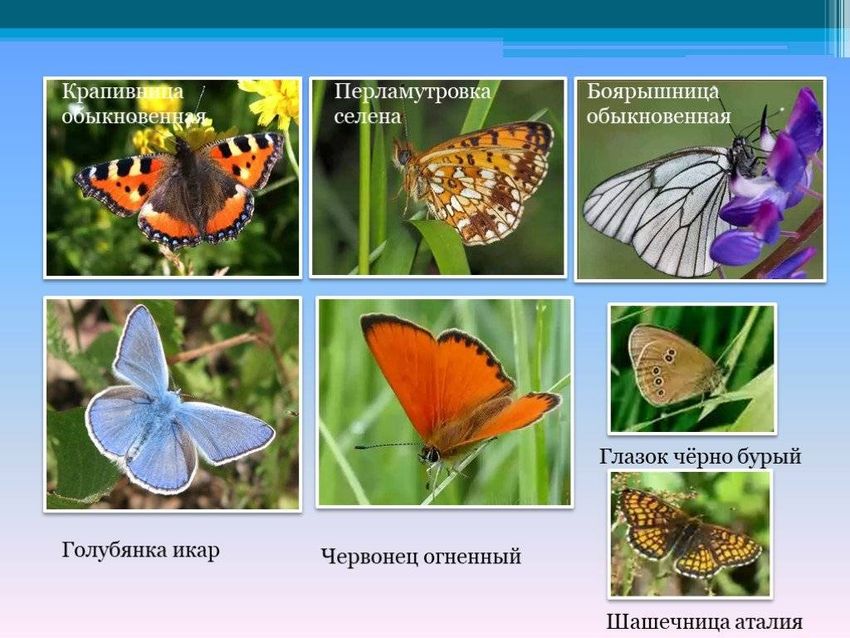 Разнообразие бабочек