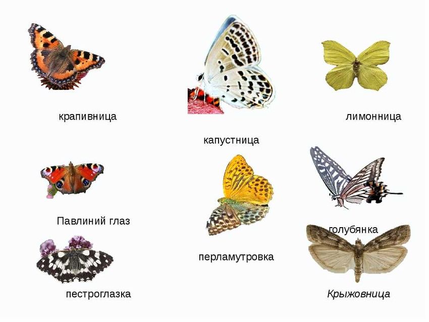 Бабочки адмирал лимонница траурница павлиний глаз крапивница