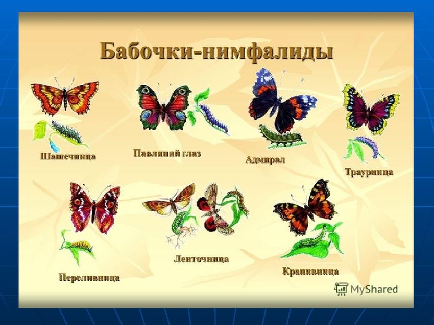 Виды бабочек