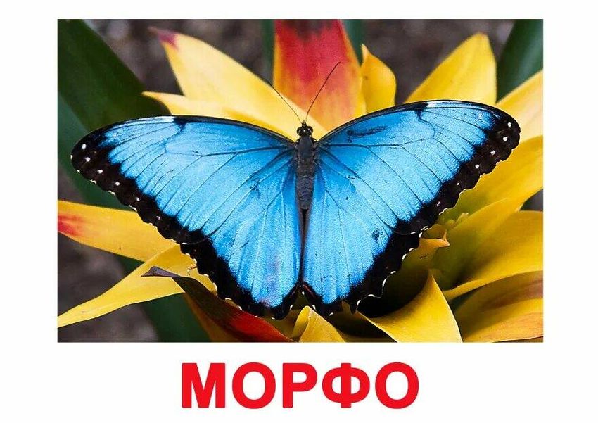 Бабочка морфо менелай