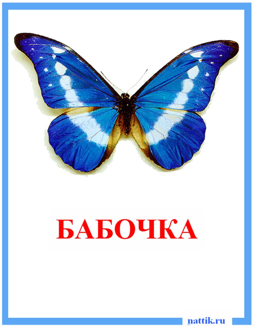 Бабочка морфо