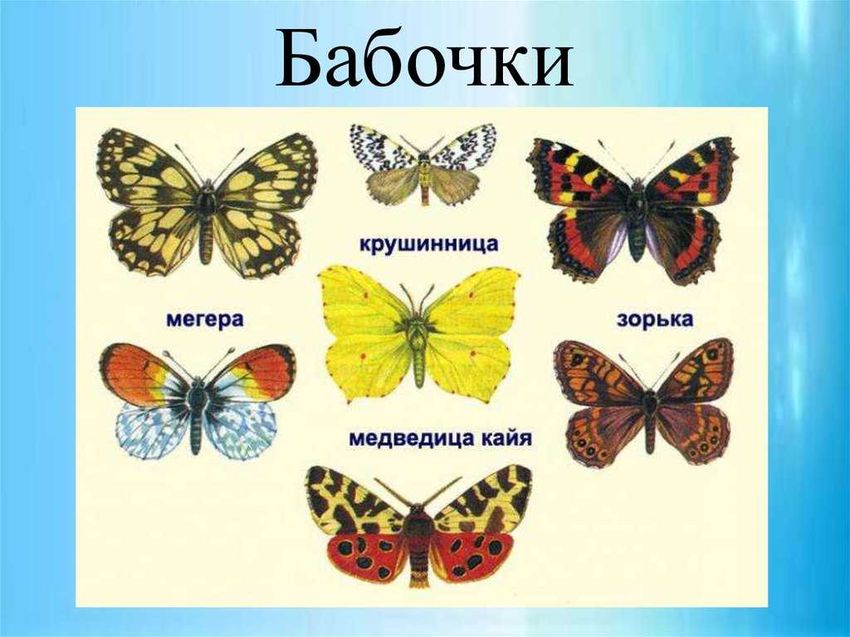 Бабочки разновидности