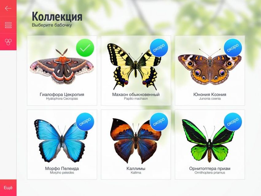Бабочка махаон обыкновенный