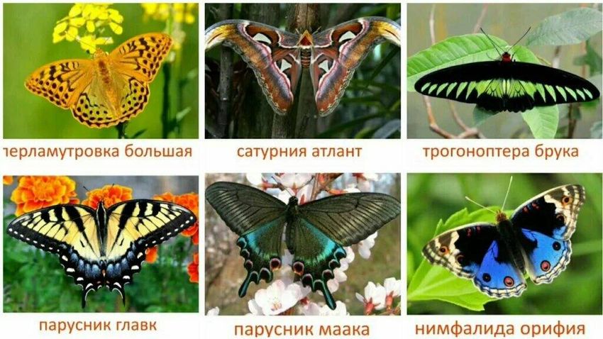 Бабочки с названиями