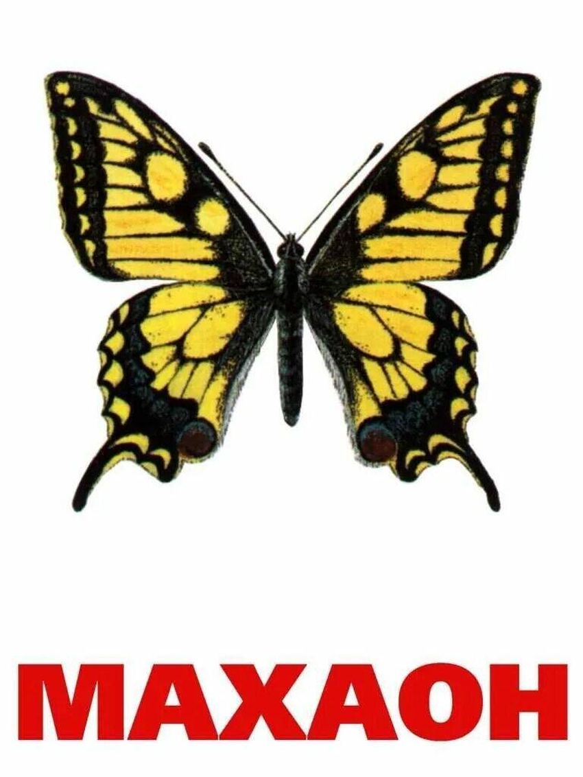 Махаон