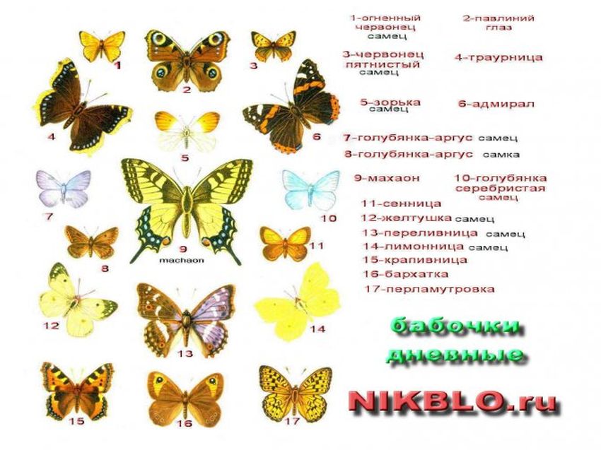 Бабочка махаон