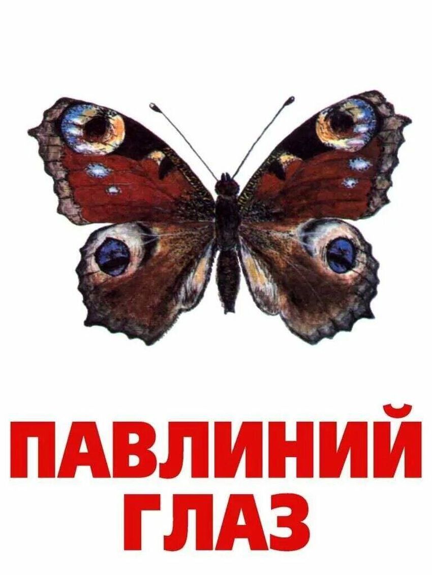 Бабочка дневной павлиний глаз