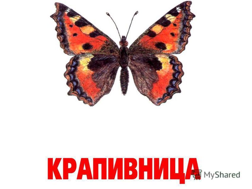 Бабочки махаон крапивница