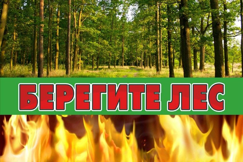 Плакат берегите лес