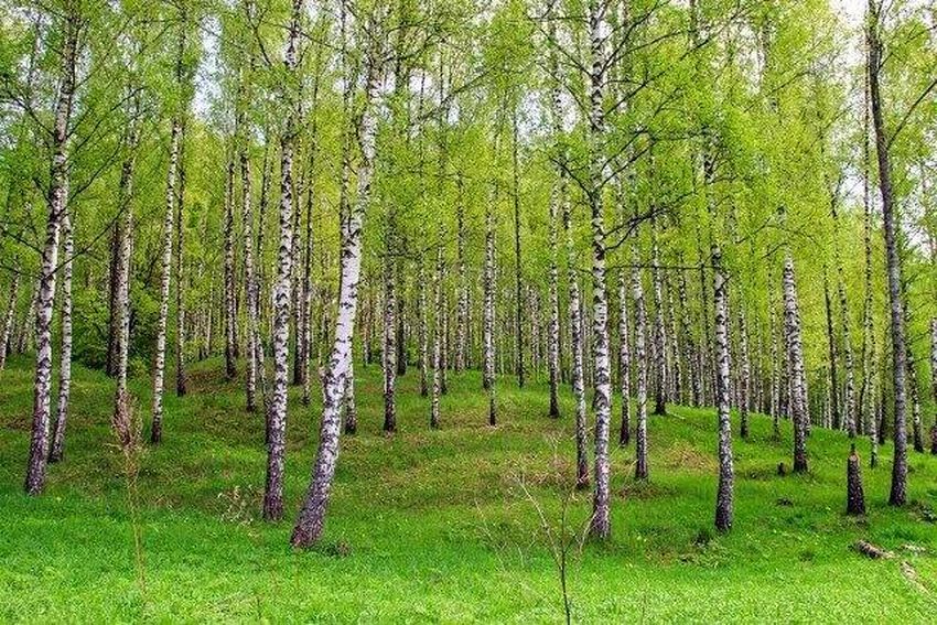 Березовая роща томск