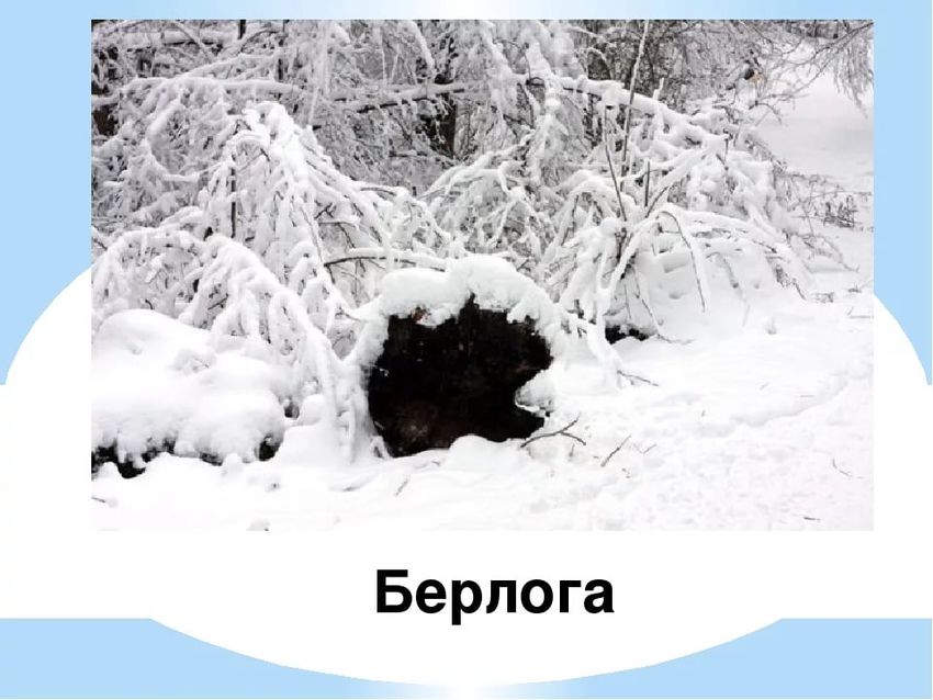 Берлога медведя зимой