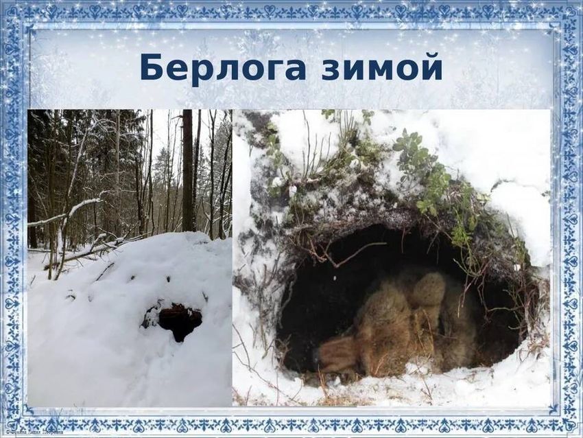 Бурый медведь в берлоге зимой