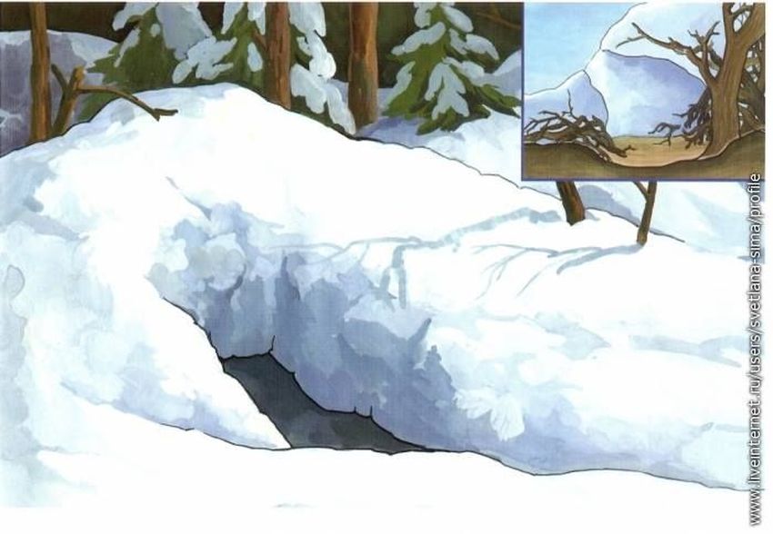 Берлога медведя рисунок