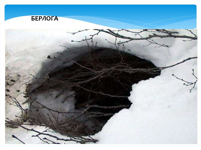 Берлога медведя