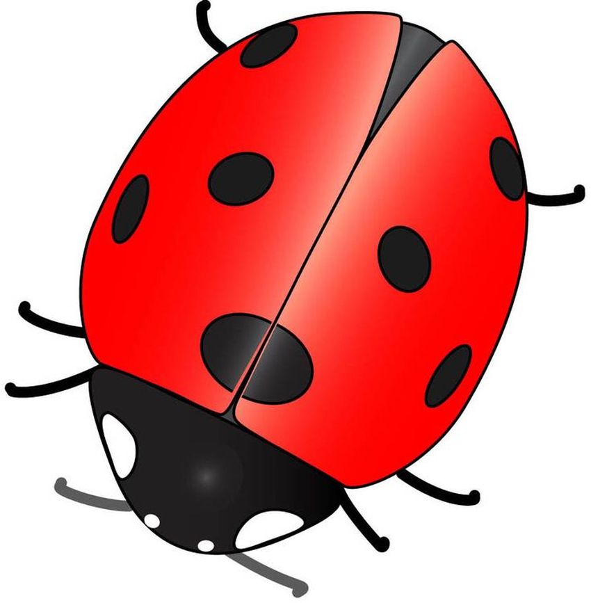 Ladybug божья коровка