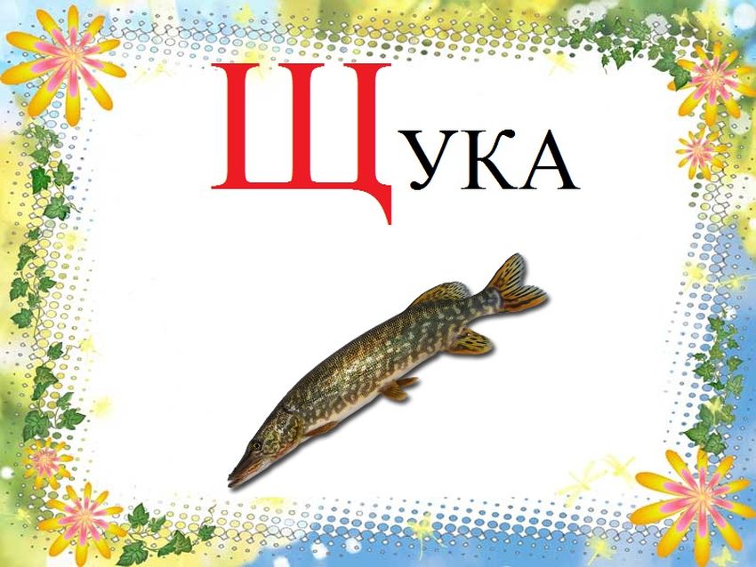 Обыкновенная щука
