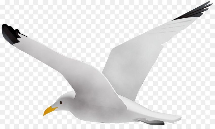 Чайка на белом фоне