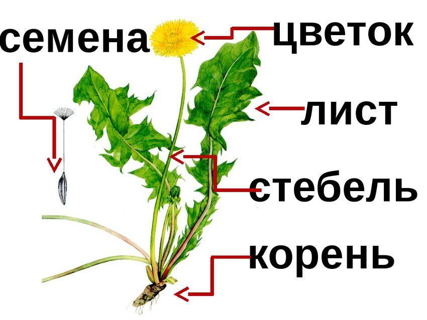 Одуванчик лекарственный корень