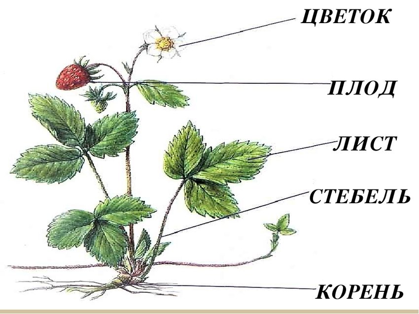 Части растения