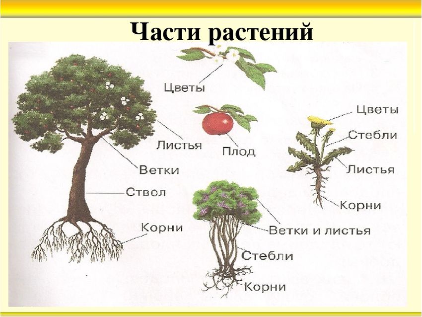 Части растения