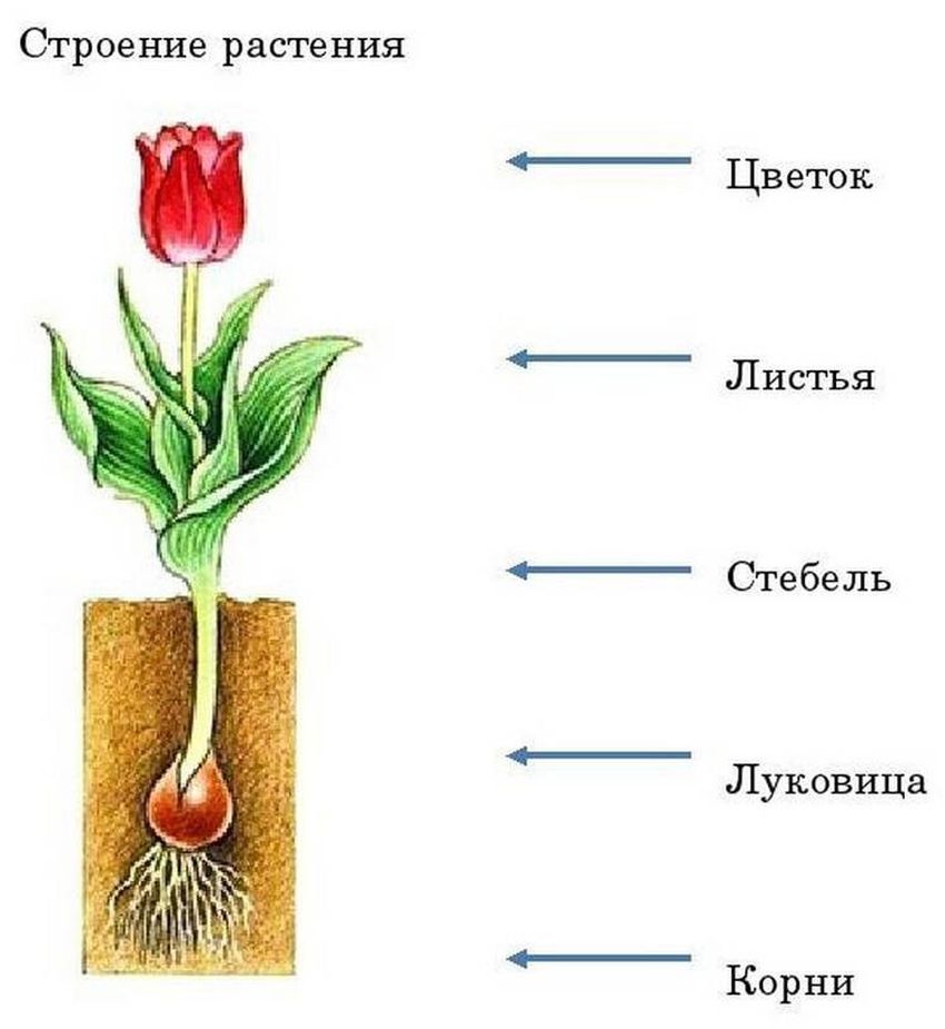 Семейство лилейные тюльпан