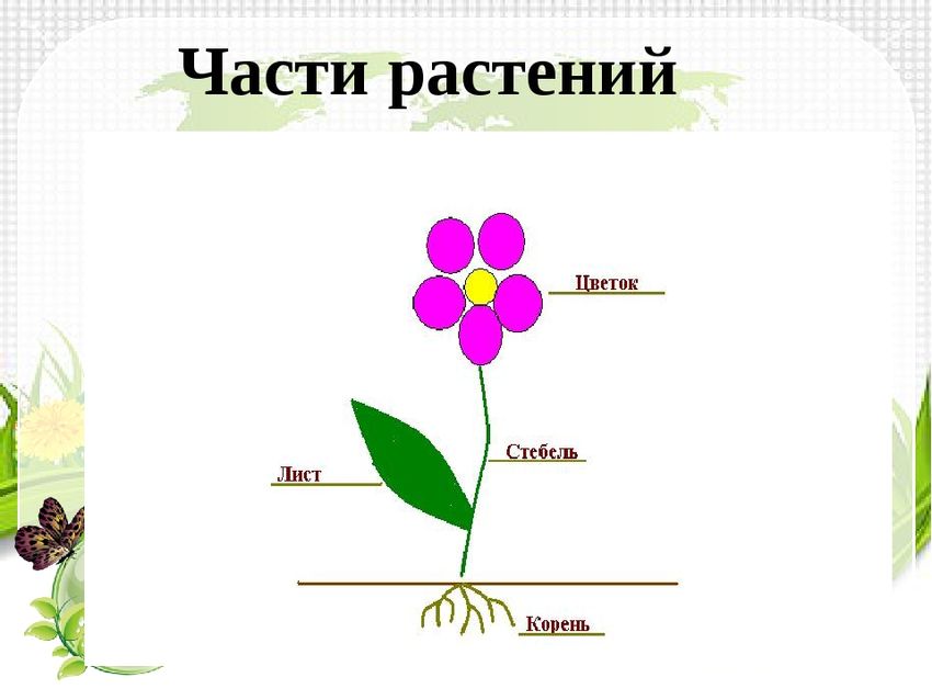 Части цветка: (стебель, листья, бутон, корни)