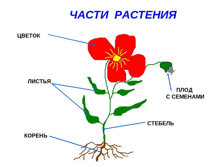 Строение цветка стебель лист корень