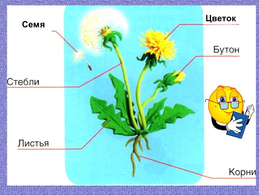 Одуванчик лекарственный строение