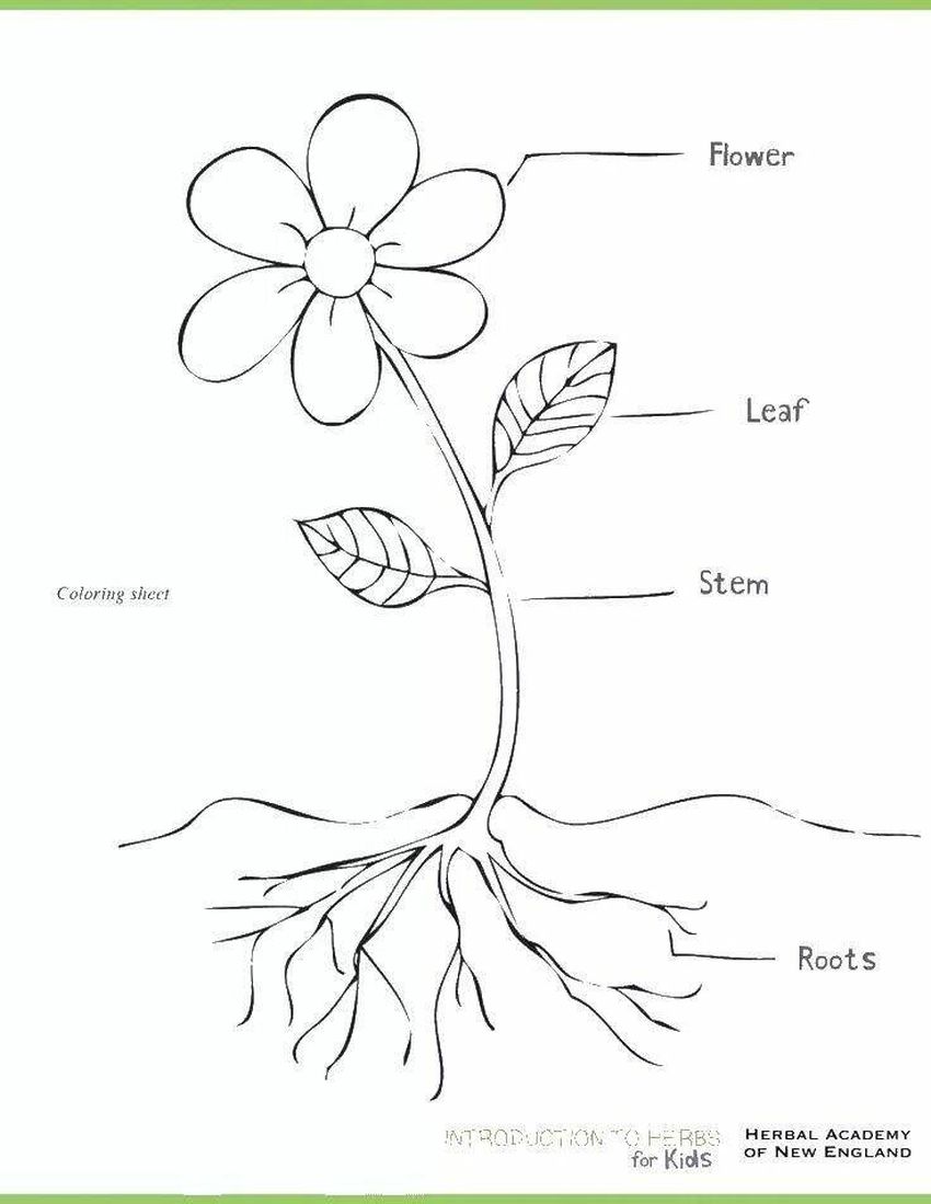 Части растений раскраска