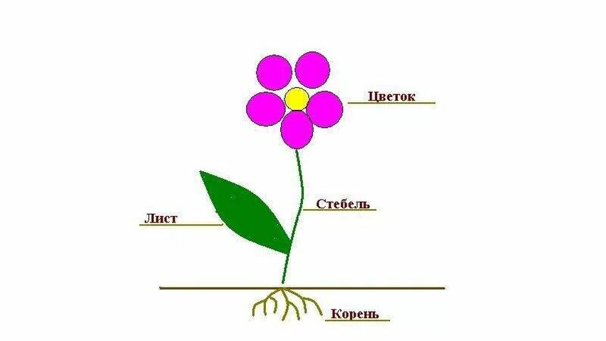 Цветок стебель