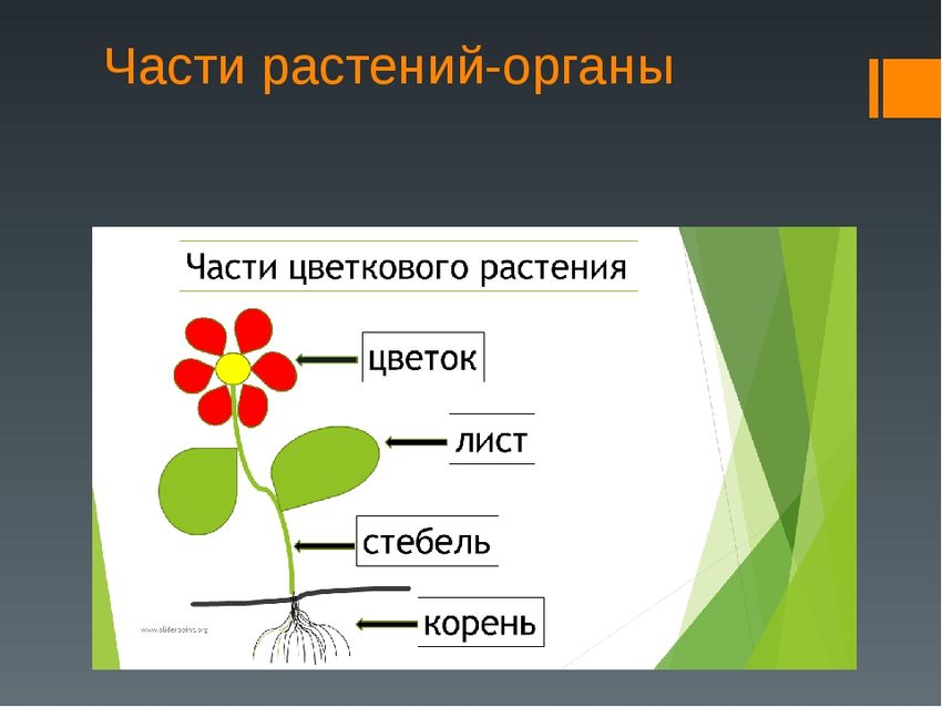 Части цветка: (стебель, листья, бутон, корни)