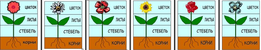 Строение цветка для детей