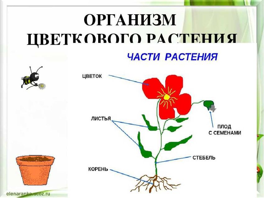 Строение растения