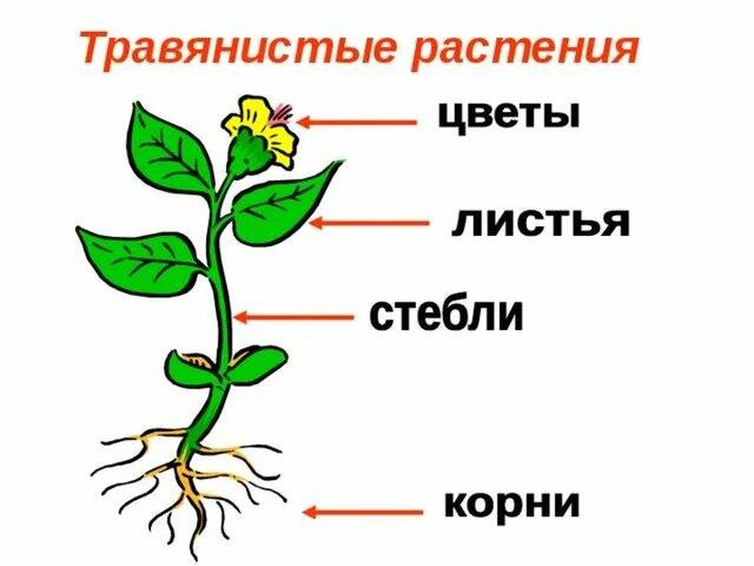 Растение строение