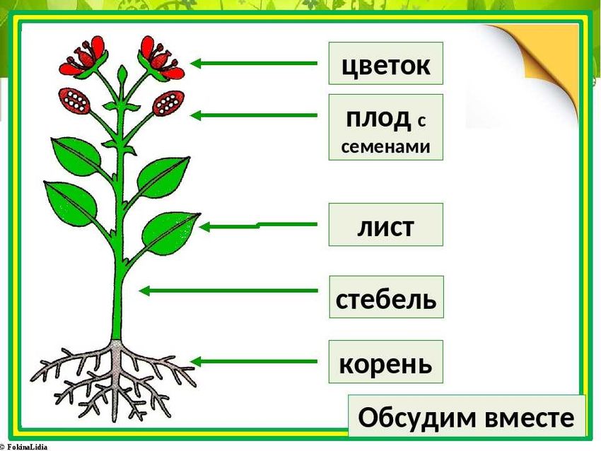 Корень стебель лист плоды