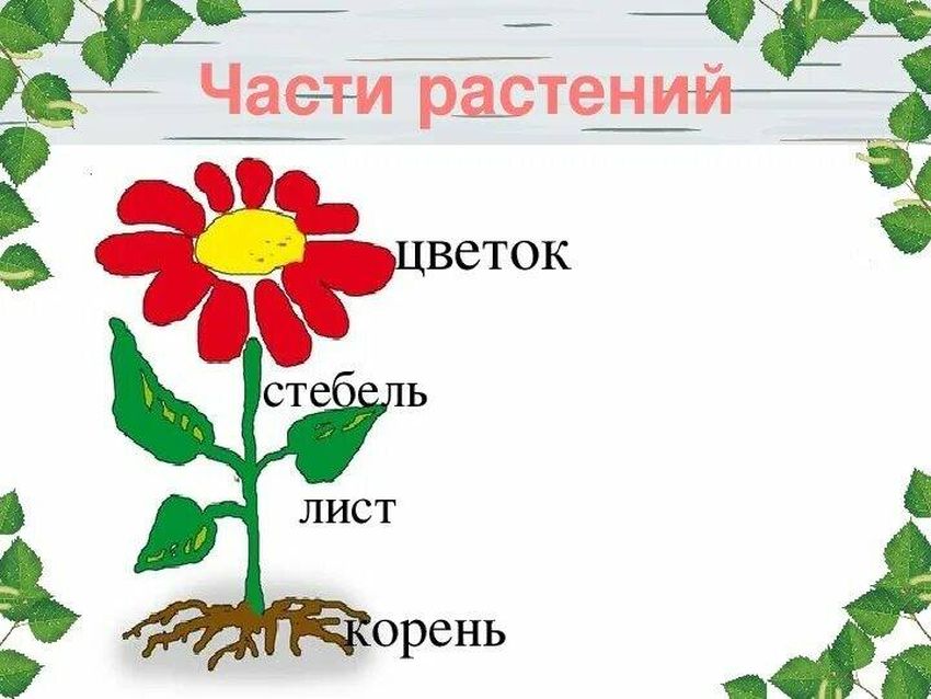 Строение растения: корень, стебель, листья, цветок